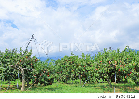 たわわに実った収穫前の桃 93004112