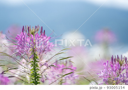 暑い夏でも元気に咲くクレオメの花 93005154