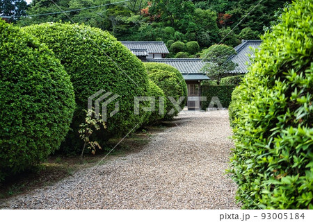 船宿寺_大きな丸いつつじの木 93005184