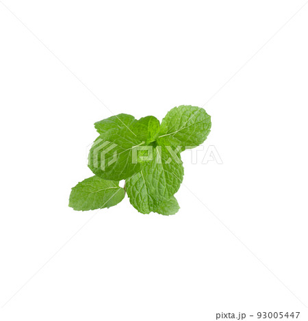 Green Mint leaves isolated on a white background 93005447