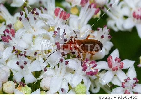 The common red soldier beetle Rhagonycha fulva, also misleadingly known as the bloodsucker beetle, is a species of soldier beetle Cantharidae 93005465