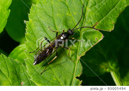 Closeup on a colorful green sawfly,Tenthredo mesomela on a green geranium leaf in the garden Closeup on a colorful green sawfly,Tenthredo mesomela on a green geranium leaf in the garden 93005494