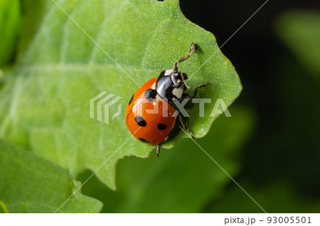 Macro of spring red ladybug Coccinella septempunctata on green leaf in forest, natural environment Macro of spring red ladybug Coccinella septempunctata on green leaf in forest, natural environment 93005501