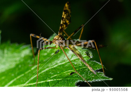 Limoniinae sits on a sheet on a green leaf in the forest. Summer 93005508