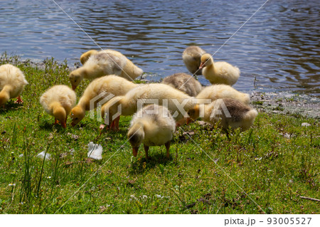 Egyptian goose family in the wild. The female, male and goslings of the Egyptian goose are resting in the grass. Adult goose with goslings. Spring brood. Cute fluffy goslings Egyptian goose family in the wild. The female, male and goslings of the Egyptian goose are resting in the grass. Adult goose with goslings. Spring brood. Cute fluffy goslings 93005527