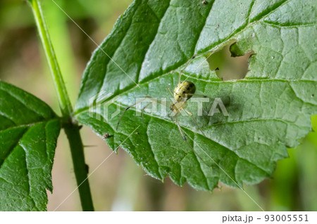 Closeup of the spider Enoplognatha ovata or the similar Enoplognatha latimana, family Theridiidae. On the underside of a leaf of common ragwort Jacobaea vulgaris. July Closeup of the spider Enoplognatha ovata or the similar Enoplognatha latimana, family Theridiidae. On the underside of a leaf of common ragwort Jacobaea vulgaris. July 93005551