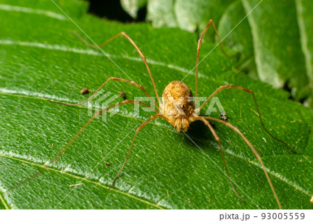 spider Opiliones on a leaf in detail. summer day in the forest spider Opiliones on a leaf in detail. summer day in the forest 93005559