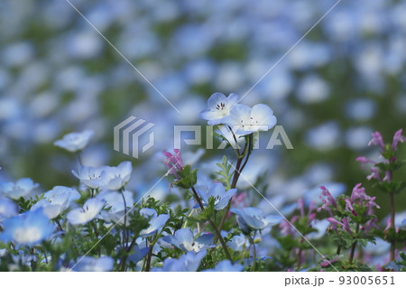 ネモフィラの花畑 ネモフィラの花畑 93005651