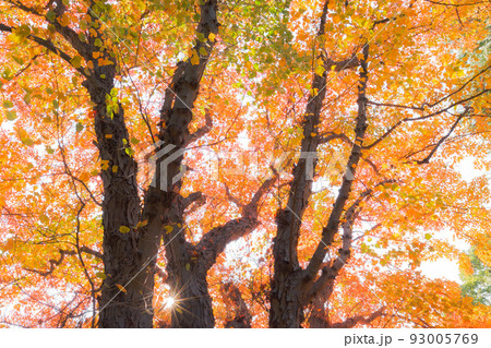 鮮やかなハナノキの紅葉 鮮やかなハナノキの紅葉 93005769