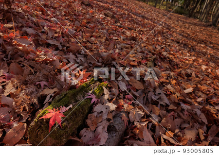 林の中のたくさんの落ち葉 93005805