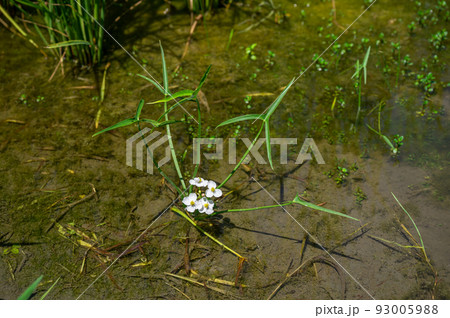 水田のオモダカの花 93005988