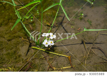 水田のオモダカの花 水田のオモダカの花 93005989
