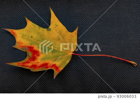 fallen yellow leaves on the asphalt in the rain fallen yellow leaves on the asphalt in the rain 93006033