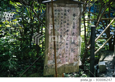 船宿寺_椿_大城冠 船宿寺_椿_大城冠 93006247