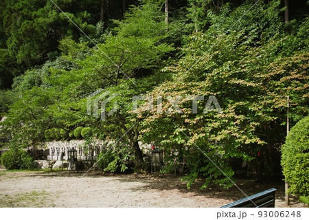 船宿寺_緑の樹々 93006248