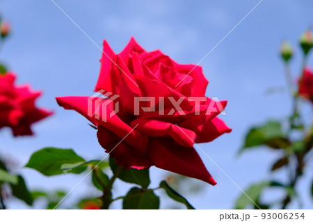 丘陵公園のバラ園で撮ったバラ 93006254