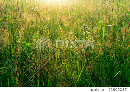 meadow grasses in the sun, warm natural background meadow grasses in the sun, warm natural background 93006287
