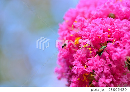 代々木公園 さるすべりの花 代々木公園 さるすべりの花 93006420