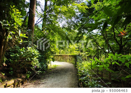 船宿寺_光輝く緑の樹々_小道 船宿寺_光輝く緑の樹々_小道 93006463