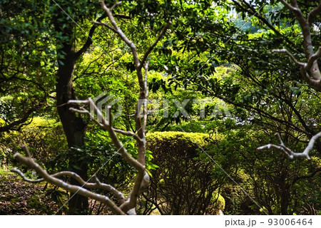 船宿寺_光輝く緑の樹々の葉っぱ 船宿寺_光輝く緑の樹々の葉っぱ 93006464
