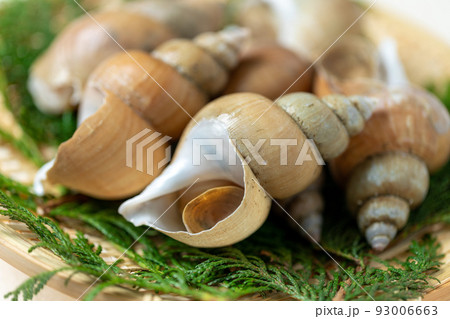 新鮮な白ばい貝 93006663