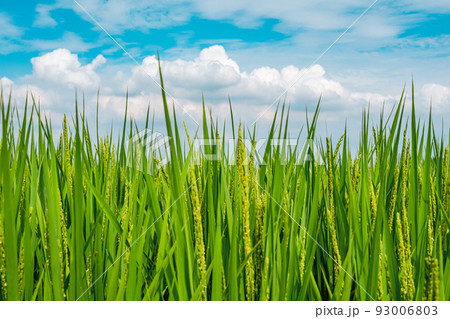立秋の青田 生育中の稲と青空に浮かぶ積乱雲 ライトトーン 立秋の青田 生育中の稲と青空に浮かぶ積乱雲 ライトトーン 93006803