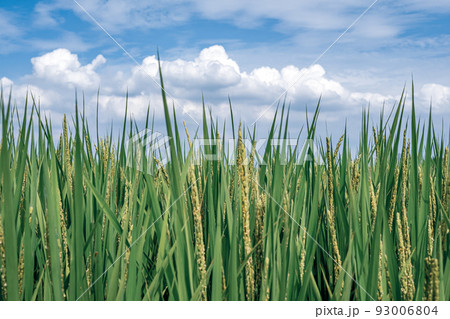 立秋の青田 生育中の稲と青空に浮かぶ積乱雲　クールライトカラー 93006804