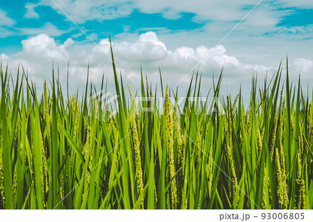 立秋の青田 生育中の稲と青空に浮かぶ積乱雲　フィルム調 93006805