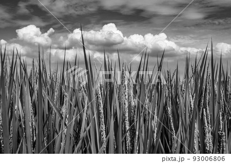 立秋の青田 生育中の稲と青空に浮かぶ積乱雲　モノクロ 93006806