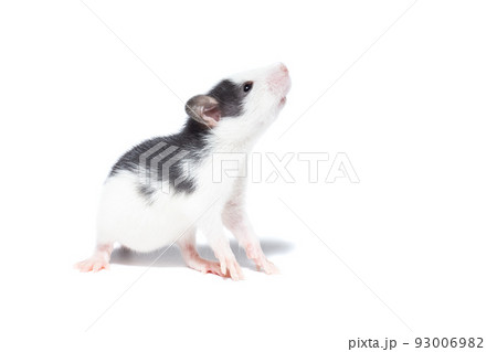 rat on white background rat on white background 93006982