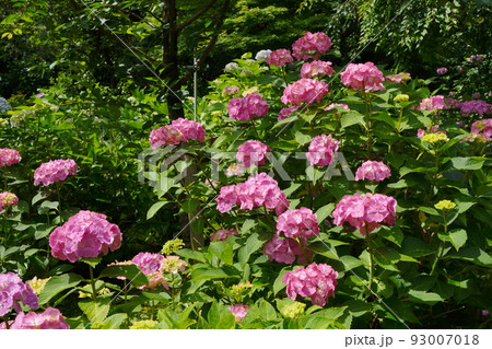 紫陽花 紫陽花 93007018