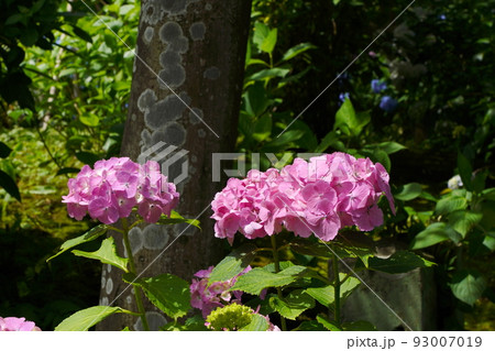 紫陽花 紫陽花 93007019