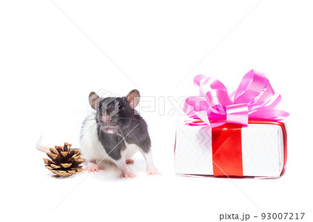 rat on white background 93007217