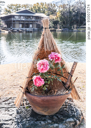龍仙湖を背景に見る藁囲いした冬牡丹 93007374