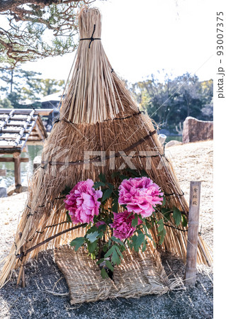 藁囲いした冬牡丹 93007375