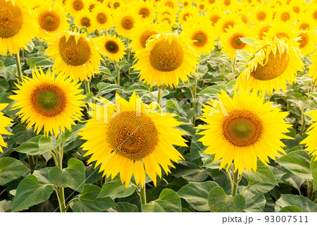Sunflower field landscape Sunflower field landscape 93007511