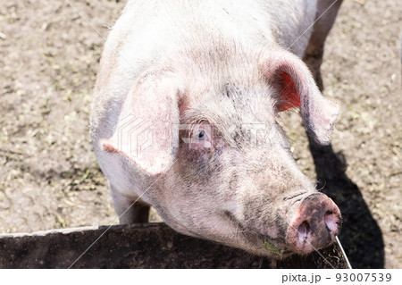 pink pig in the mud 93007539
