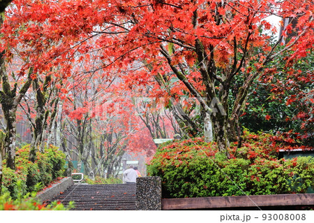 楓 カエデ メープル 93008008