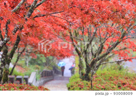 楓 カエデ メープル 93008009
