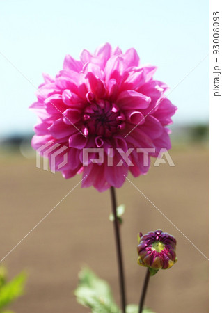 ダリアの花 93008093