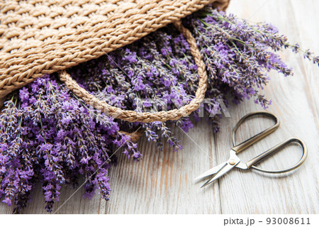 Seasonal pruning of lavender. Seasonal pruning of lavender. 93008611