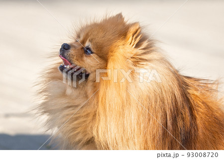 Cute dog spitz on nature Cute dog spitz on nature 93008720