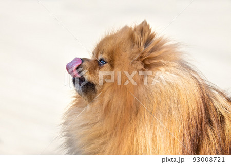 Cute dog spitz on nature Cute dog spitz on nature 93008721