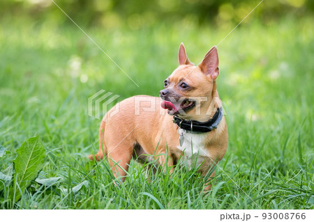 Chihuahua dog on the grass 93008766