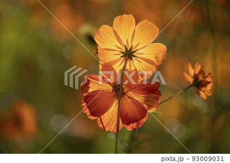 花 野花 黄色 93009031