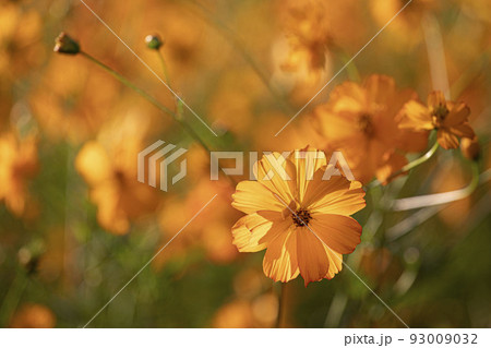 花 野花 黄色 93009032