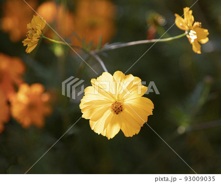 花 野花 黄色 93009035