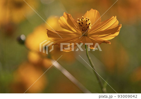花 野花 黄色 93009042