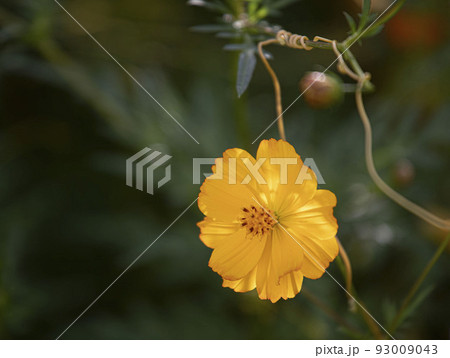 花 野花 黄色 93009043