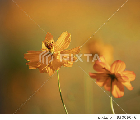 花 野花 黄色 93009046